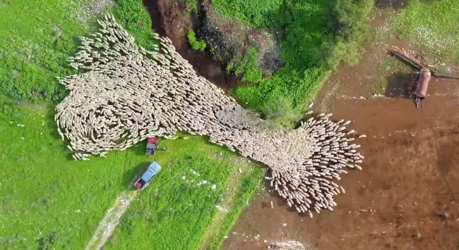 Mesmerizing Drone Footage Captures Extraordinary Time Lapse Of Sheep Running Across A Meadow