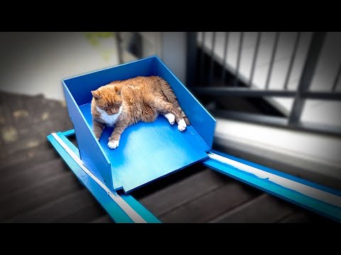 This Pet Owner Realized His Elderly Cat Was Having Trouble Climbing The Stairs So He Built This Awesome Cat Elevator